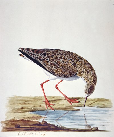 Curlew Sandpiper by Charles Collins